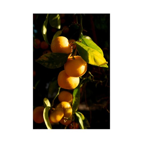 ST.DALFOUR Mermelada de naranja con piel 284 g.