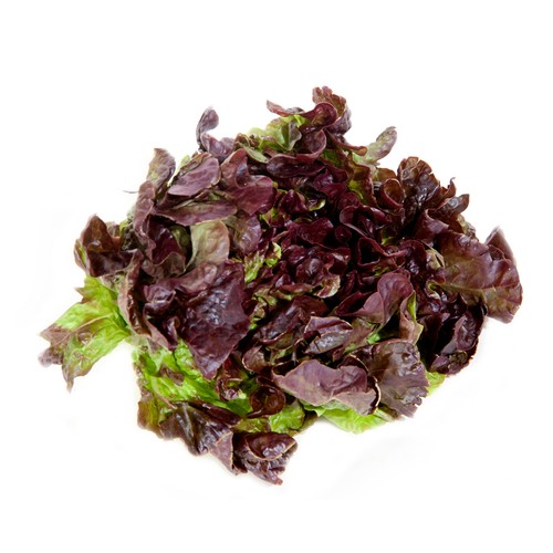Lechuga hoja de roble roja 1 ud.