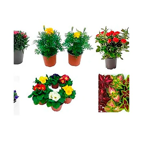 Box planta de flor m11 - temporada. GARDEN SERVICE.