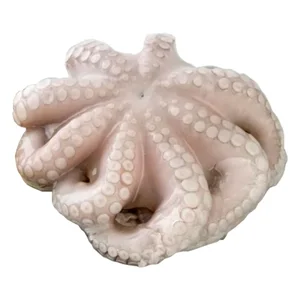 Pulpo entero mediano crudo.