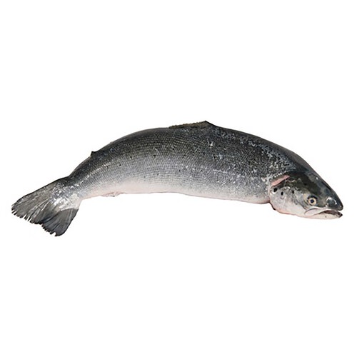 Salmón  2.000 Gramos Aproximados