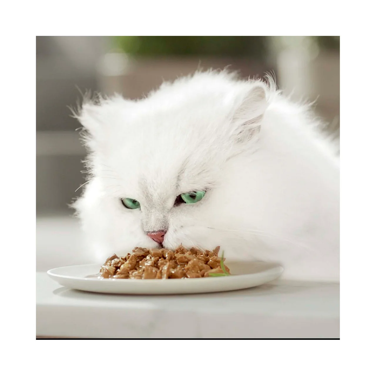 Comida para gatos adultos a base de pato, pollo y pavo 6 uds. 50 g.