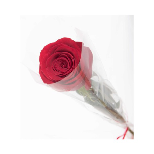 Rosa individual de color rojo en papel celofán con lazo, VIVEROS.