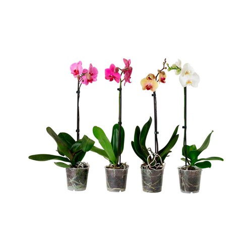Orquídea de 1 vara de 45 -50cm y maceta transparente de 12cm, OZ PLANTEN