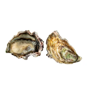 FANGAR Ostra rizada abrefácil 6P X4