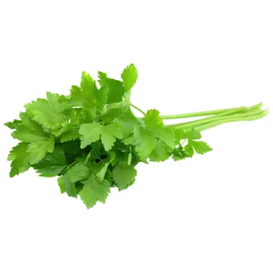Cilantro manojo