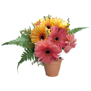 Imagen de Gerbera hibrida variada, FLORABELLA.