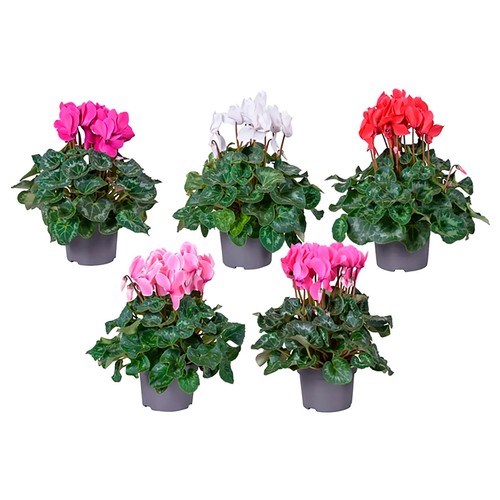 Cyclamen en maceta, colores surtidos, GARDEN SERVICE.