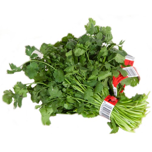 Cilantro manojo