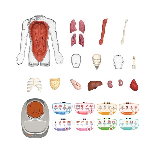 El Cuerpo Humano de 6 a 12 Años SCIENCE CAN