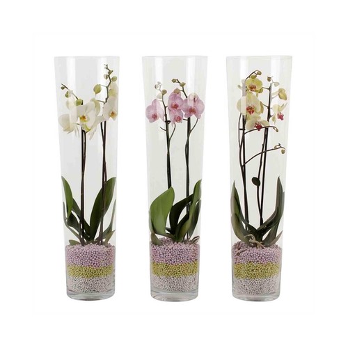 Orquídea Phalaenopsis blanca en jarrón con gel M12 70CM, BATLLE