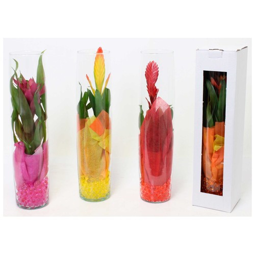 Caja regalo Bromelia jarron de cristal M12 50cm, GARDEN SERVICE