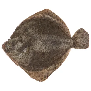 Rodaballo mostrador 600-800 g.