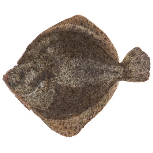 Rodaballo mostrador 600-800 g.
