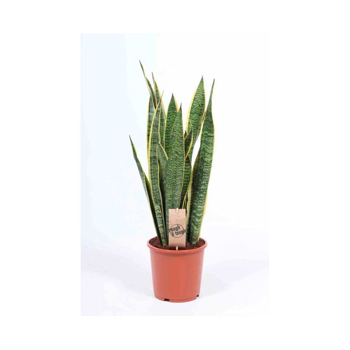 Planta sanseviera en maceta de 14 centímetros, VIVEROS.