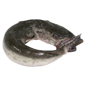 Merluza pincho de Celeiro mostrador. - Entera