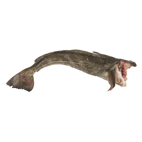 Bacalao mostrador - Rodajas