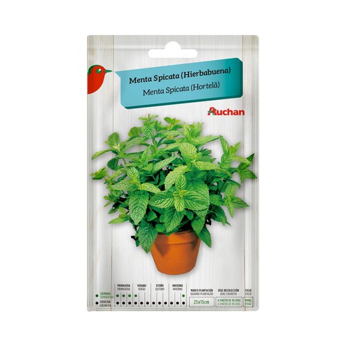 Sobre de semillas para plantar menta de la variedad Spicata (hierbabuena) PRODUCTO ALCAMPO.
