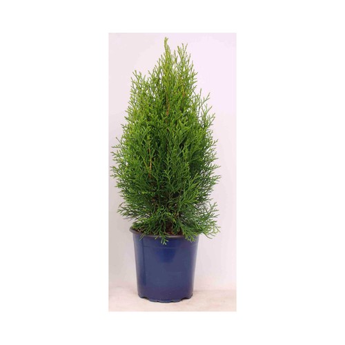 Thuja en maceta de 13cm de diámetro, VIVEROS.