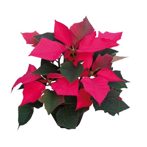 Poinsettia o flor de Pascua con maceta de 12 centímetros y 6 u 8 brotes VIVEROS 1 unidad.