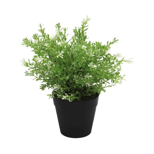 PLANTAS VERDES 