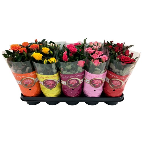 Mini rosal disponible en varios colores, VIVEROS.