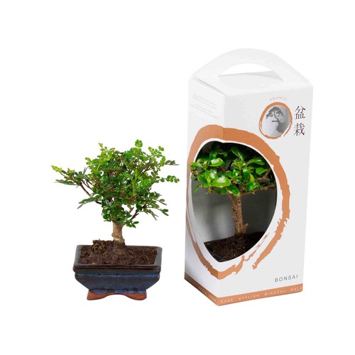 Bonsai surtido en caja de regalo con maceta de 12cm, VIVEROS.