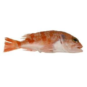 Gallineta mostrador