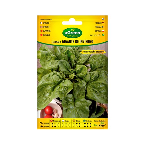 Espinaca gigante de invierno. HA-HUERTO Y JARDÍN