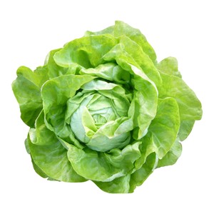 Lechuga trocadero 1 Unidad