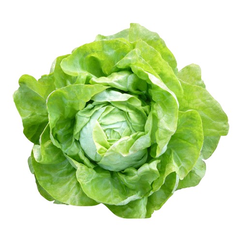 Lechuga trocadero 1 Unidad