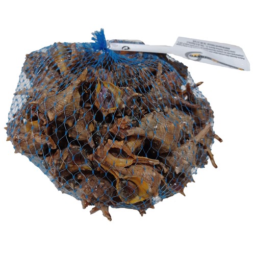 CLOCHINAS NAVARRO Cañailla carne de molusco fresco bolsa 500 g.