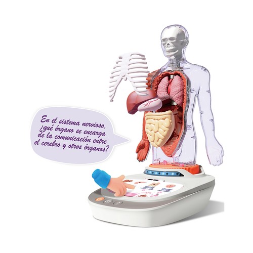 El Cuerpo Humano de 6 a 12 Años SCIENCE CAN