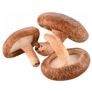 Seta Lentinula Edodes Shiitake