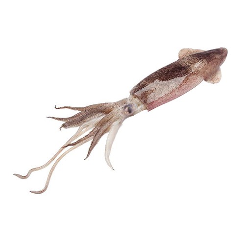 Chipirones 500 Gramos Aproximados