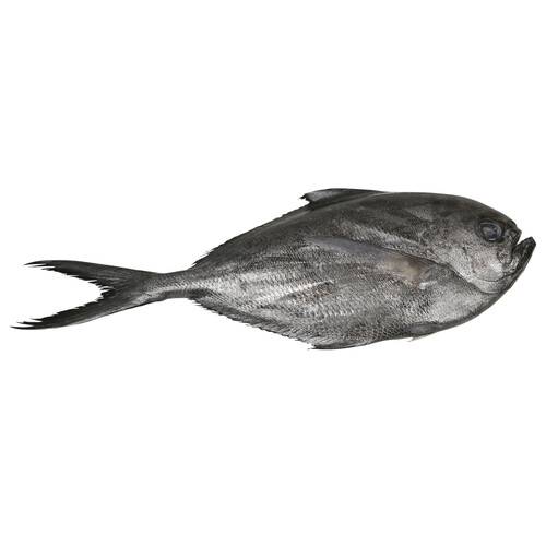 Palometa mostrador