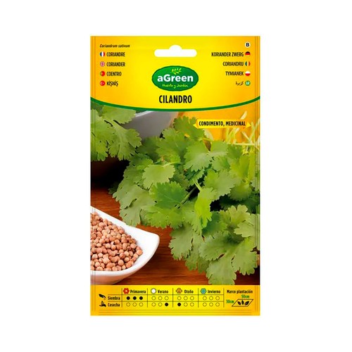 Cilantro