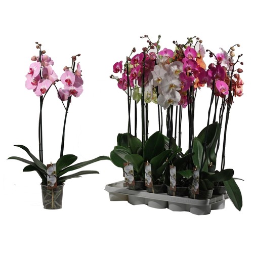 Orquídea Phalenopsis con 2 varas de 55 a 60cm y maceta plástica transparente de 13cm, VIVEROS.