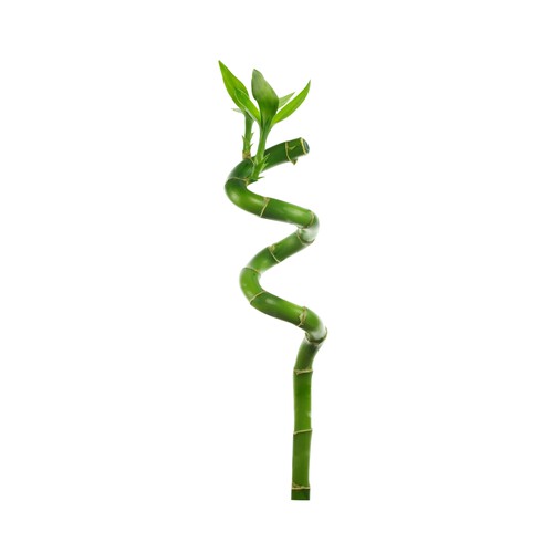 Tallo de bambú con forma espiral de 35 a 40 centímetros VIVEROS 1 unidad.