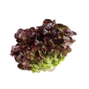 Imagen de Lechuga hoja de roble verde