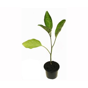 Imagen de Berenjena redonda negra black beauty