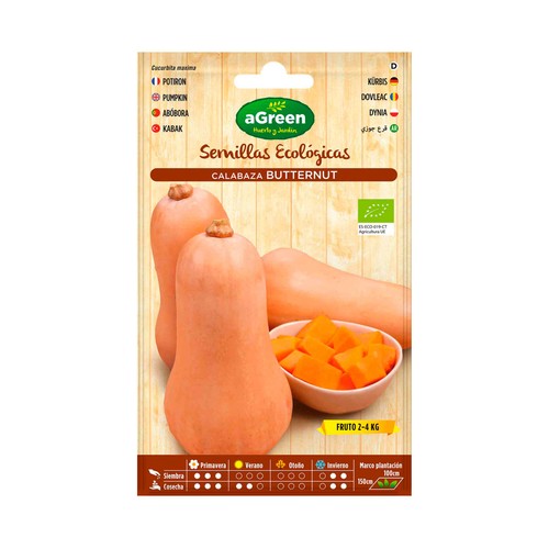 Semillas ecológicas para sembrar calabaza de la variedad Butternut HA-HUERTO Y JARDÍN 4 gramos.