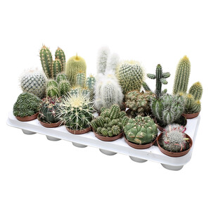 Imagen de Surtido de cactus y crasas en maceta de 8,5 centímetros, VIVEROS.