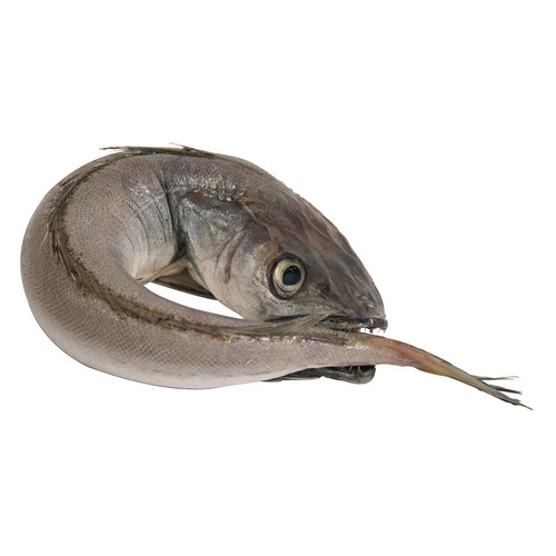 Pescadilla fina mostrador 600 Gramos Aproximados