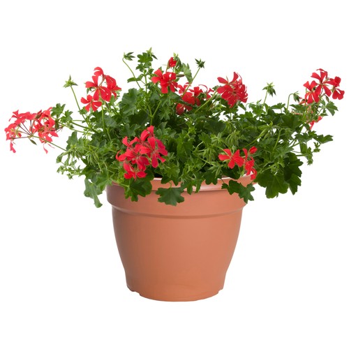 Geranio de hiedra, FLORABELLA.