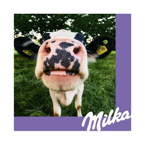 MILKA Chocolate con leche biscoff 275 g.