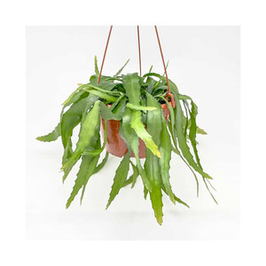 Imagen de Cactus colgantes Epifitos, maceta de 15 cm, GARDEN SERVICE Interior y Exterior.