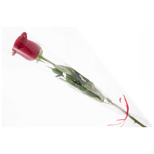 Rosa individual de color rojo en papel celofán con lazo, VIVEROS.