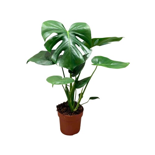 Monstera deliciosa maceta 17 altura 70 cm. VIVEROS.