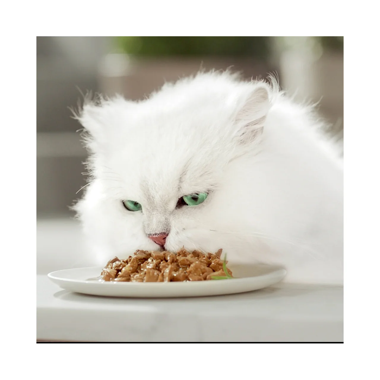 Comida para gatos húmeda, selección pescado 6 uds. x 50 g.